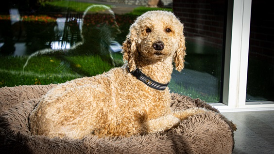 Hunden Walther